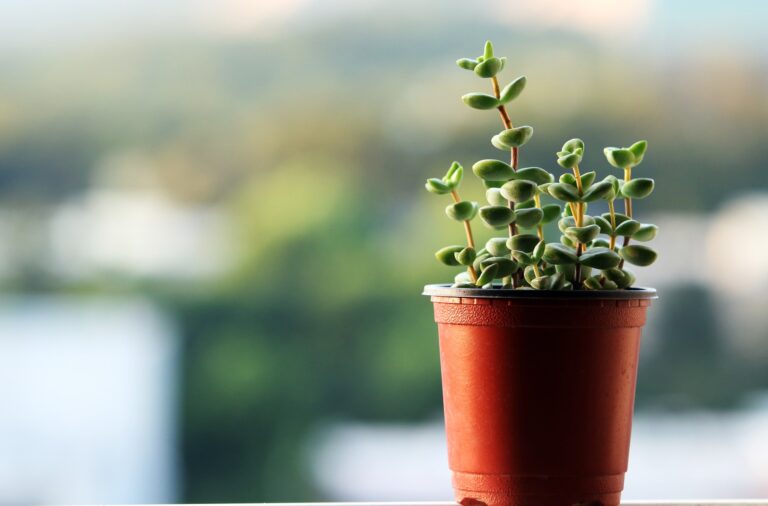 Plant in pot