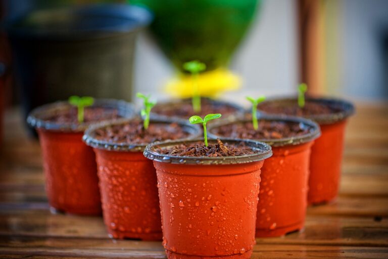 Potten met plantzaadjes